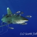 shark_whitetip_oceanic_dae_h_0056_egy0709_rv.jpg
